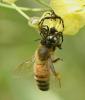 Synema globosum